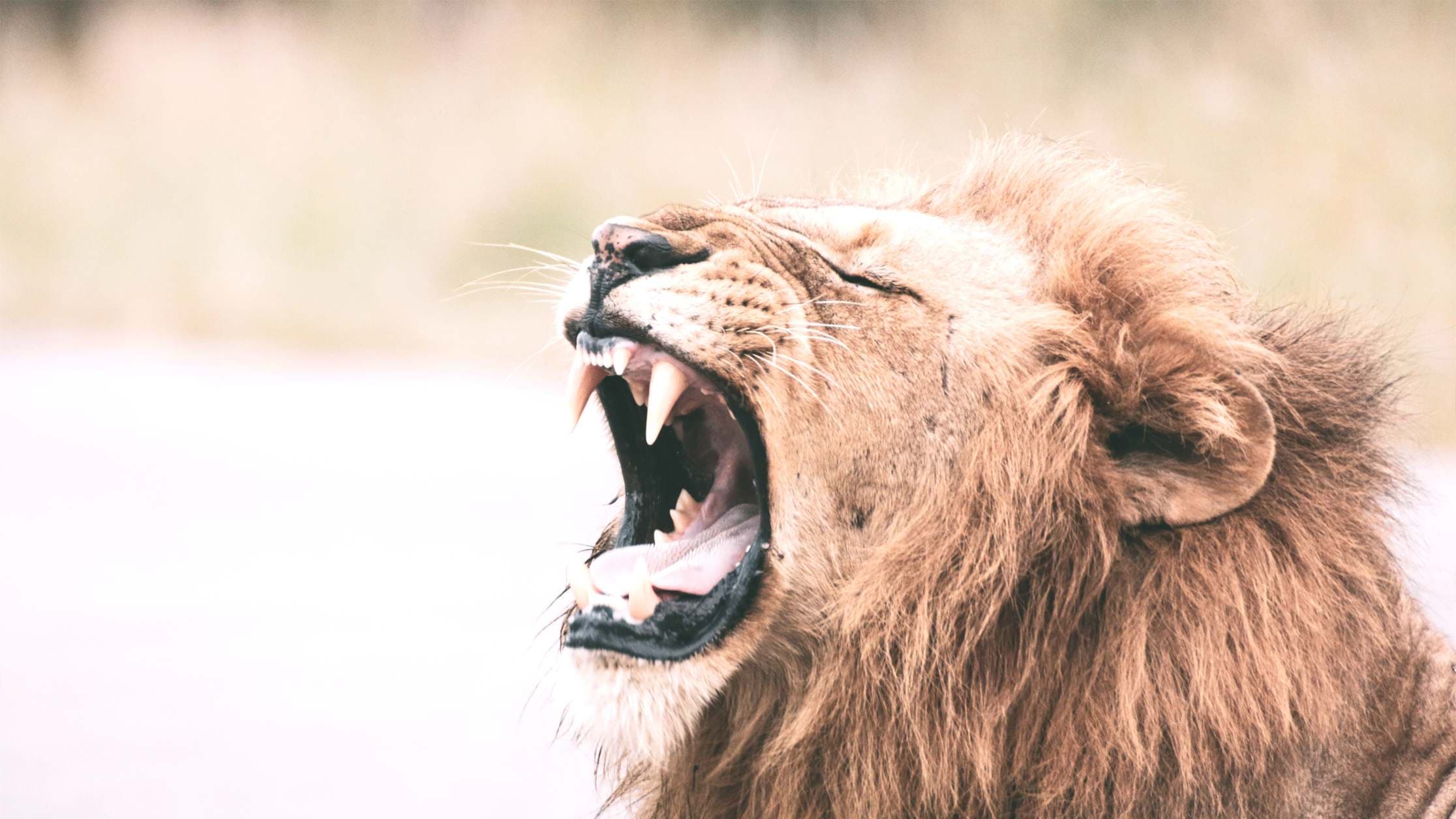 Africa's Bitcoin Lions Get Ready to Roar