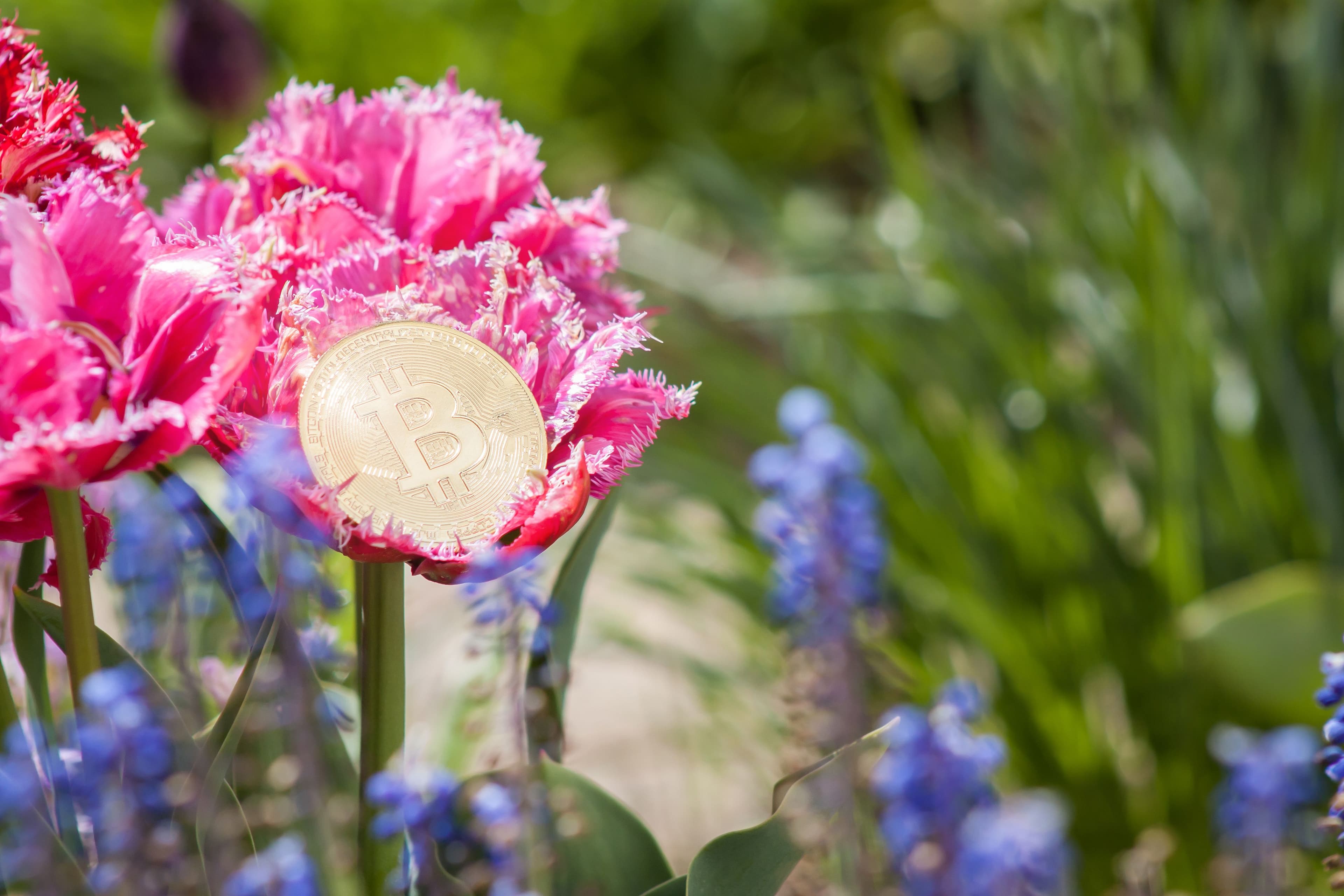 Bitcoin Miner Used to Heat a Greenhouse in Netherlands